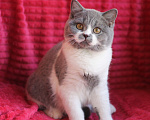 Кошки в Магнитогорске: Qwik Marshmallow  Мальчик, Бесплатно - фото 2