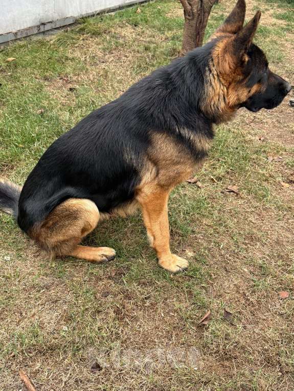 Собаки в Волгодонске: Собака  Мальчик, 30 000 руб. - фото 4