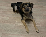 Собаки в Одинцово: Феникс ищет дом  Мальчик, Бесплатно - фото 1