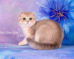 Кошки в Санкт-Петербурге: Голубое золото кот 🐈 скоттиш-фолд Мальчик, 30 000 руб. - фото 6