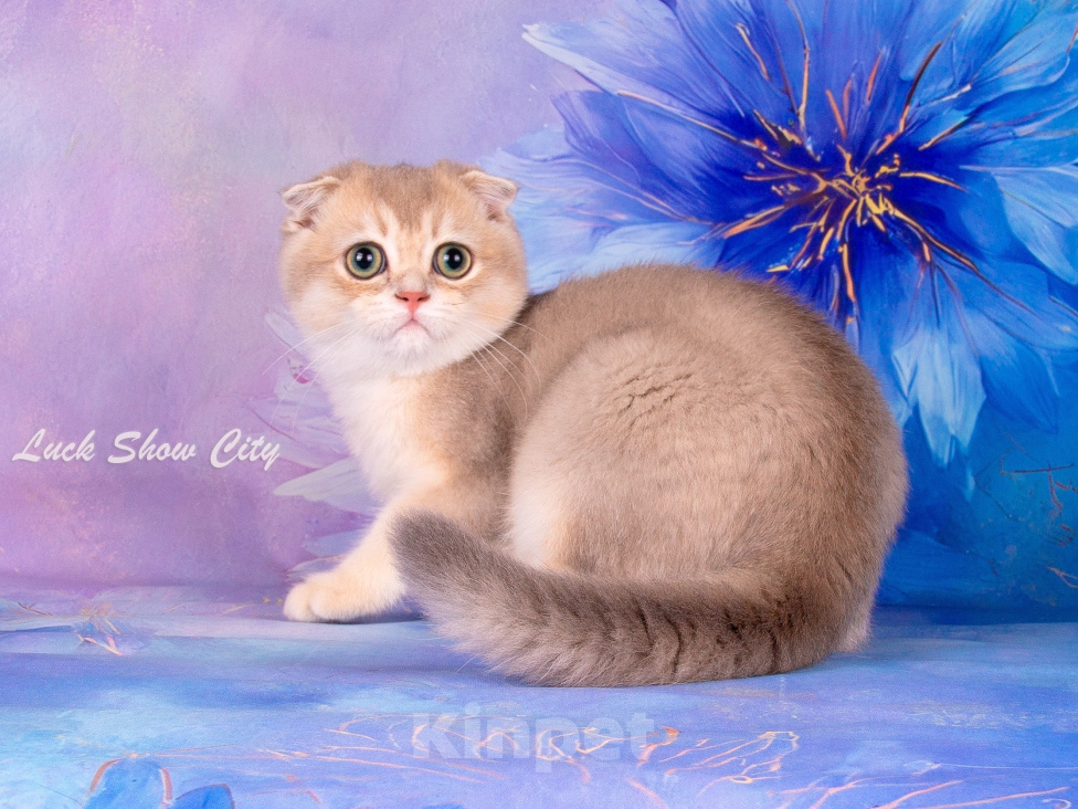 Кошки в Санкт-Петербурге: Голубое золото кот 🐈 скоттиш-фолд Мальчик, 30 000 руб. - фото 6