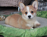 Собаки в Армавире: щенки вельш корги Девочка, 45 000 руб. - фото 1