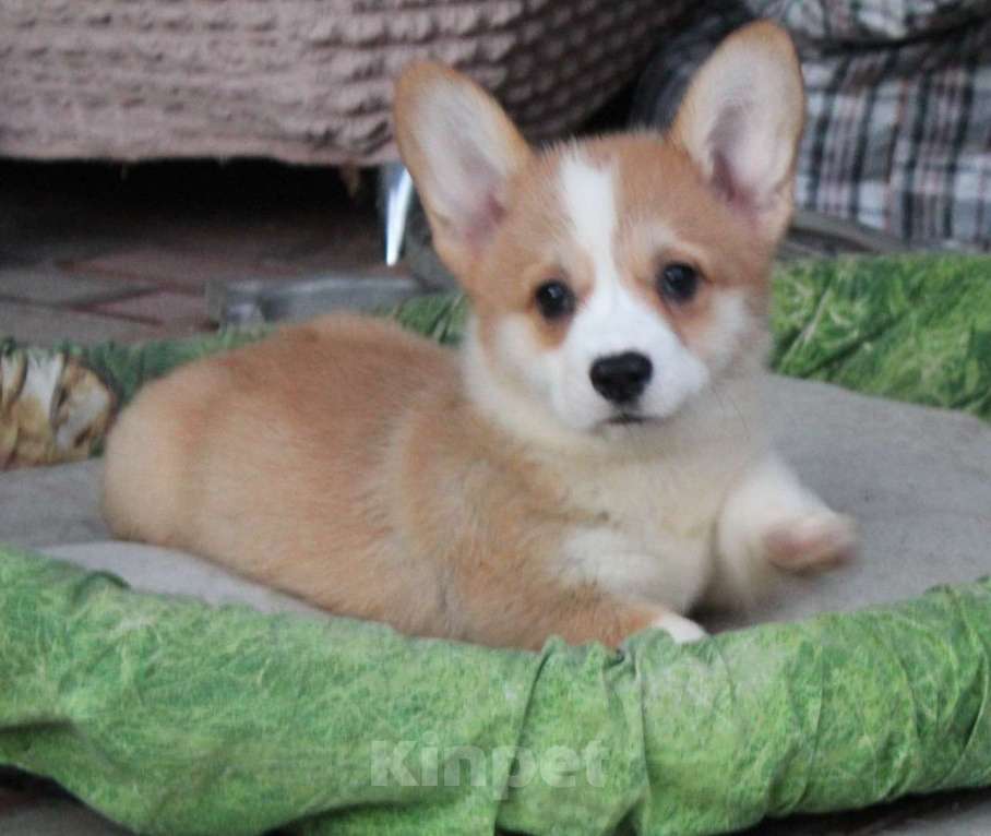 Собаки в Армавире: щенки вельш корги Девочка, 45 000 руб. - фото 1