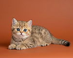 Кошки в Москве: Шотландский прямоухий короткошёрстный котёнок Мальчик, 55 000 руб. - фото 2