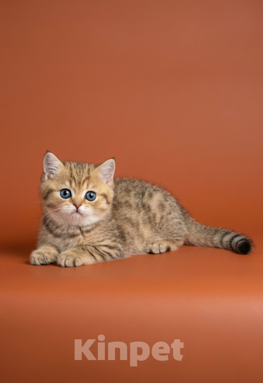 Кошки в Москве: Шотландский прямоухий короткошёрстный котёнок Мальчик, 55 000 руб. - фото 2