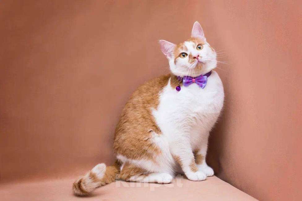 Кошки в Москве: Рыжая Лионелла в добрые руки Девочка, Бесплатно - фото 2