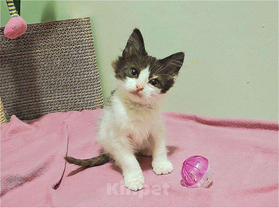 Кошки в Москве: Котенок-карапузик в добрые руки, 1,5 мес Мальчик, Бесплатно - фото 1