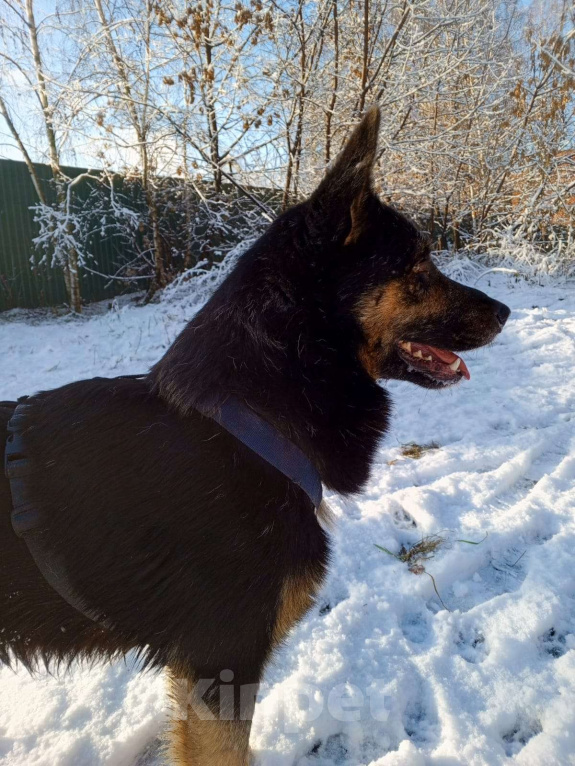 Собаки в Москве: Рон Мальчик, Бесплатно - фото 3