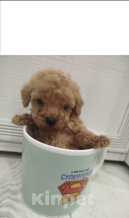 Собаки в Подпорожье: Мини щенок той-пудель Мальчик, 70 000 руб. - фото 2