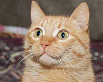 Кошки в Москве: Рыжая ласковая кошка Розочка в добрые руки Девочка, 1 руб. - фото 1