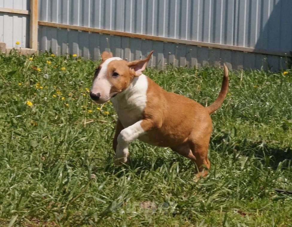 Собаки в Пушкино: крупный щенок стандартного бультерьера (Озборн) Мальчик, 80 000 руб. - фото 2