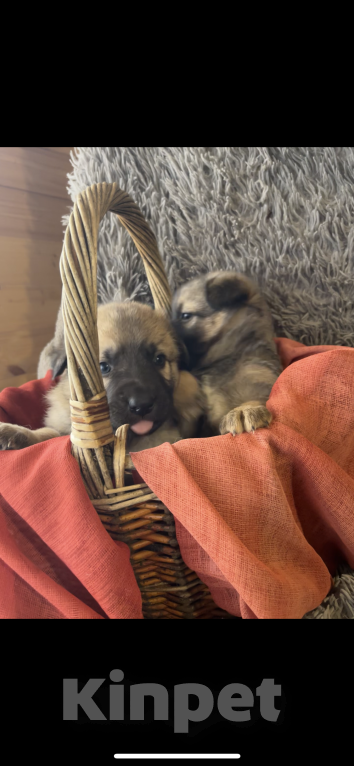 Собаки в Москве: Щеночки светлого оттенка  Мальчик, Бесплатно - фото 3