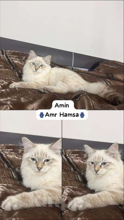 Кошки в Красногорске: Amin Мальчик, 35 000 руб. - фото 1