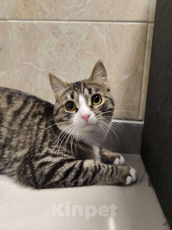 Кошки в Москве: Котенок в добрые руки Девочка, Бесплатно - фото 1