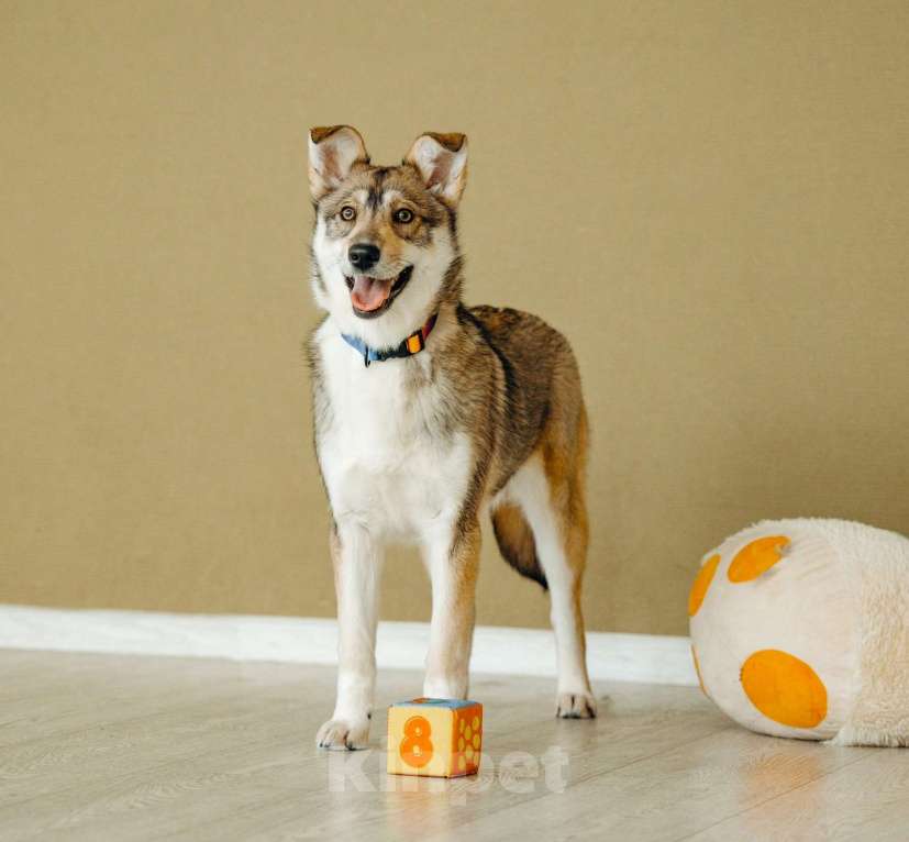 Собаки в Москве: Щенок бесплатно в Москве Девочка, Бесплатно - фото 2