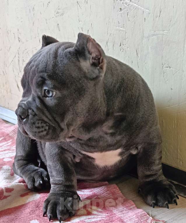 Собаки в Москве: Широкий малыш Американский Булли Покет Мальчик, 200 000 руб. - фото 3