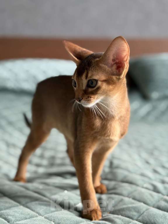 Кошки в Краснодаре: Абиссинский котенок дикого окраса Девочка, 75 000 руб. - фото 4