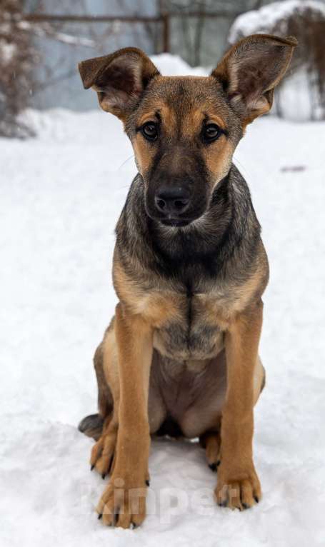 Собаки в Москве: Отдам щенка в добрые руки Девочка, Бесплатно - фото 8