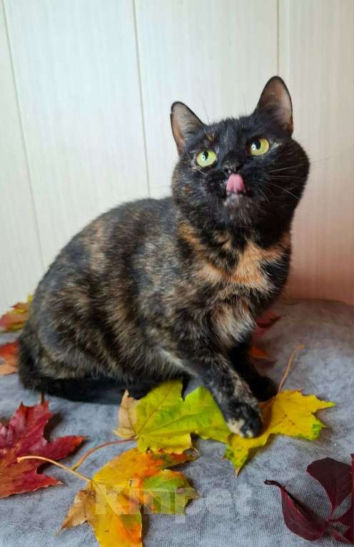 Кошки в Москве: Черепаховая кошка в добрые руки  Девочка, Бесплатно - фото 9