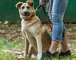 Собаки в Москве: Рыжая Берта ищет дом! Девочка, Бесплатно - фото 7