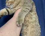 Кошки в Санкт-Петербурге: Шотландская короткошорстная Девочка, Бесплатно - фото 5