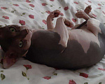 Кошки в Прохладном: Вязка Канадский сфинкс, 2 000 руб. - фото 1