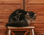 Кошки в Екатеринбурге: Котёнок Мейн-кун Девочка, 12 000 руб. - фото 9