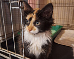 Кошки в Москве: Котёнок Фиона в добрые руки  Девочка, Бесплатно - фото 3