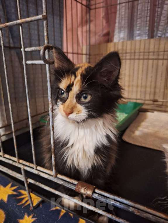 Кошки в Москве: Котёнок Фиона в добрые руки  Девочка, Бесплатно - фото 3