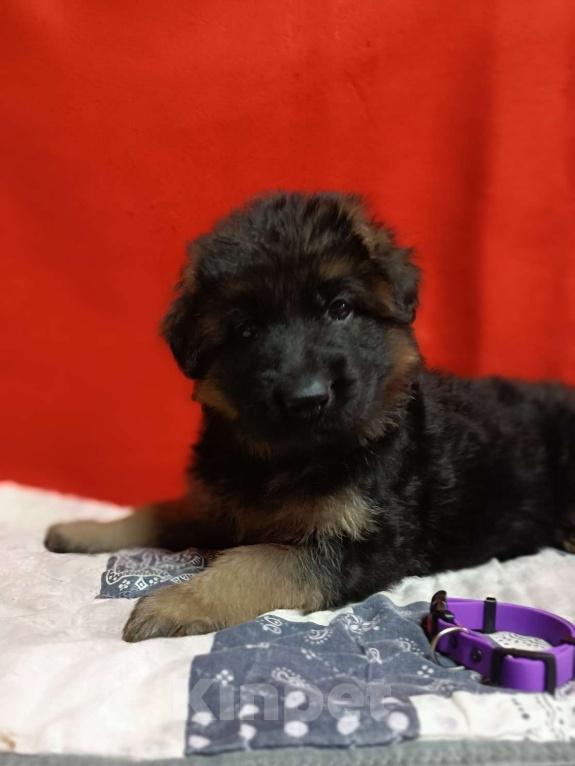 Собаки в Ангарске: Щенки длинношёрстной немецкой овчарки  Мальчик, 50 000 руб. - фото 1