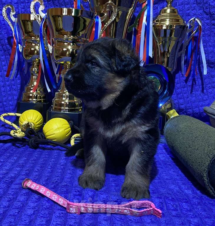 Собаки в Петрозаводске: Щенки немецкой овчарки от титулованных производителей. Разнополые, 80 000 руб. - фото 3