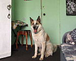 Собаки в Москве: Ищу прежних хозяев собаки из приюта  Мальчик, Бесплатно - фото 5