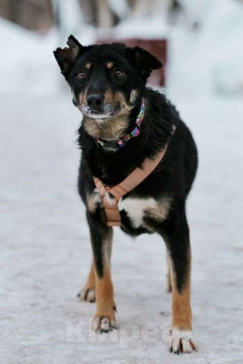 Собаки в Москве: Вива – не помнящая зла Девочка, Бесплатно - фото 7