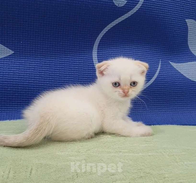 Кошки в Москве: Шотландские вислоухие котята. Девочка, 25 000 руб. - фото 5