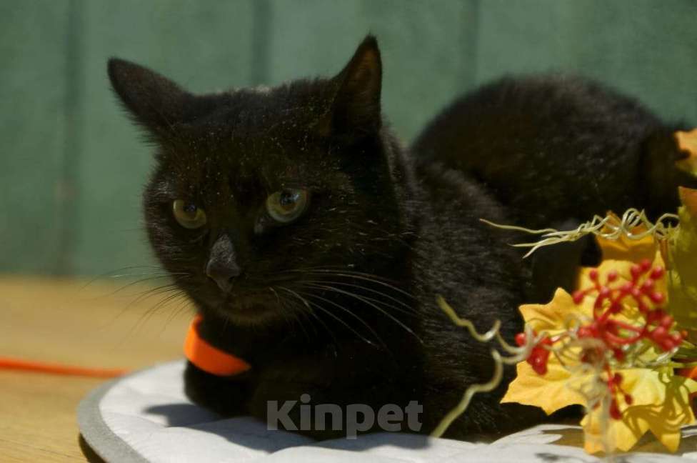Кошки в Мытищах: Черная кошечка в дом на счастье! Девочка, 500 руб. - фото 1