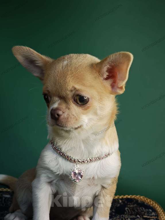 Собаки в Москве: Мини мальчик с лиловым носиком Мальчик, 40 000 руб. - фото 1