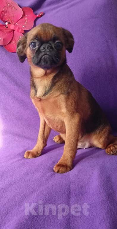 Собаки в Санкт-Петербурге: Мальчик-праздник Мальчик, 80 000 руб. - фото 1