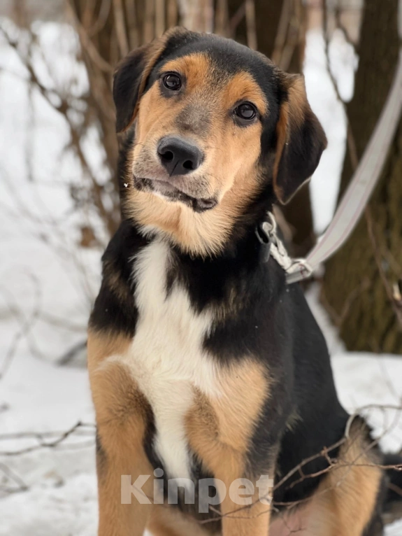 Собаки в Видном: Отдам в добрые руки  Мальчик, Бесплатно - фото 2