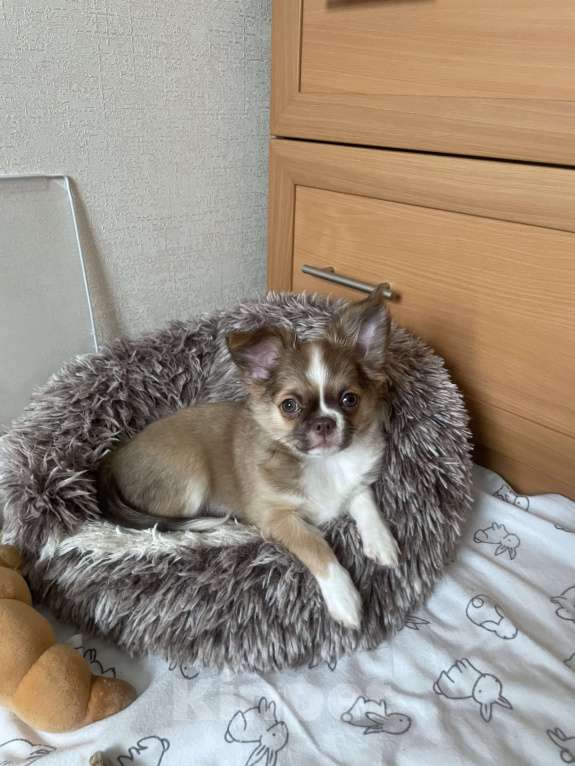 Собаки в Москве: Куколка чихуахуа девочка Девочка, 50 000 руб. - фото 2