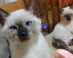 Кошки в Ростове-на-Дону: Котик тайский с незабудковыми глазками Мальчик, 10 000 руб. - фото 3