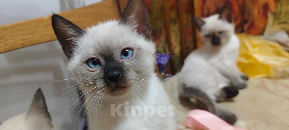 Кошки в Ростове-на-Дону: Котик тайский с незабудковыми глазками Мальчик, 10 000 руб. - фото 3