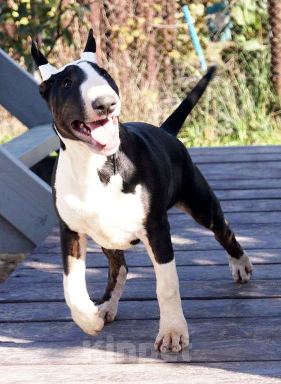 Собаки в других городах Краснодарского края: Щенки бультерьера  Девочка, 40 000 руб. - фото 2