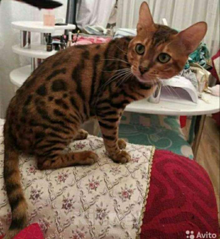Кошки в Сарове: Вязка, 5 000 руб. - фото 1