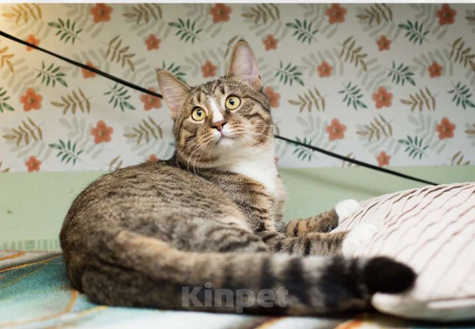 Кошки в Москве: Котенок Харитон. Мальчик, Бесплатно - фото 4