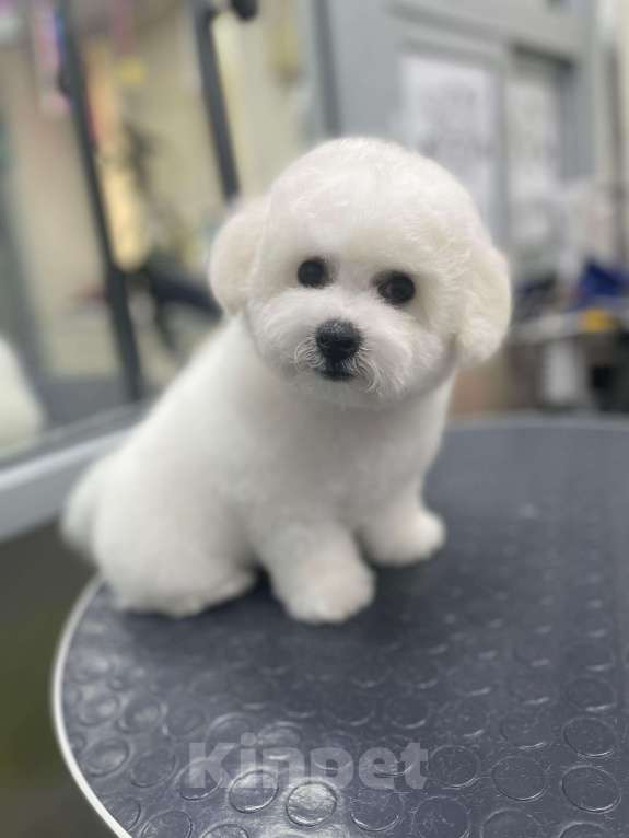 Собаки в Волжском: Алиссия Девочка, 150 000 руб. - фото 2