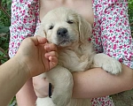 Собаки в Краснодаре: Золотистый ретривер щенок  Мальчик, 50 000 руб. - фото 3