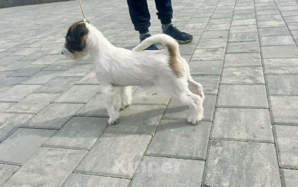 Собаки в Волгограде: Джек Рассел терьер Девочка, 30 000 руб. - фото 6