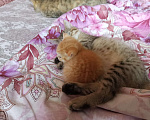 Кошки в Москве: Шотландская Прямоухая порода  Девочка, 15 000 руб. - фото 3