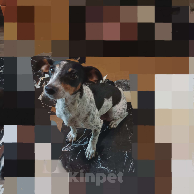 Собаки в Санкт-Петербурге: Собака в добрые руки  Девочка, Бесплатно - фото 2