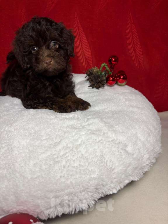 Собаки в Москве: Той  пудель-   Мальчик  той Мальчик, 55 000 руб. - фото 2